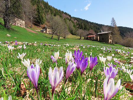 Spettacolo di fiori ai prati della Pigolotta di Valtorta-12apr24  - FOTOGALLERY